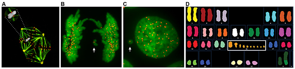 Figure 1: A pathway from mitotic errors to DNA damage and mutagenesis...